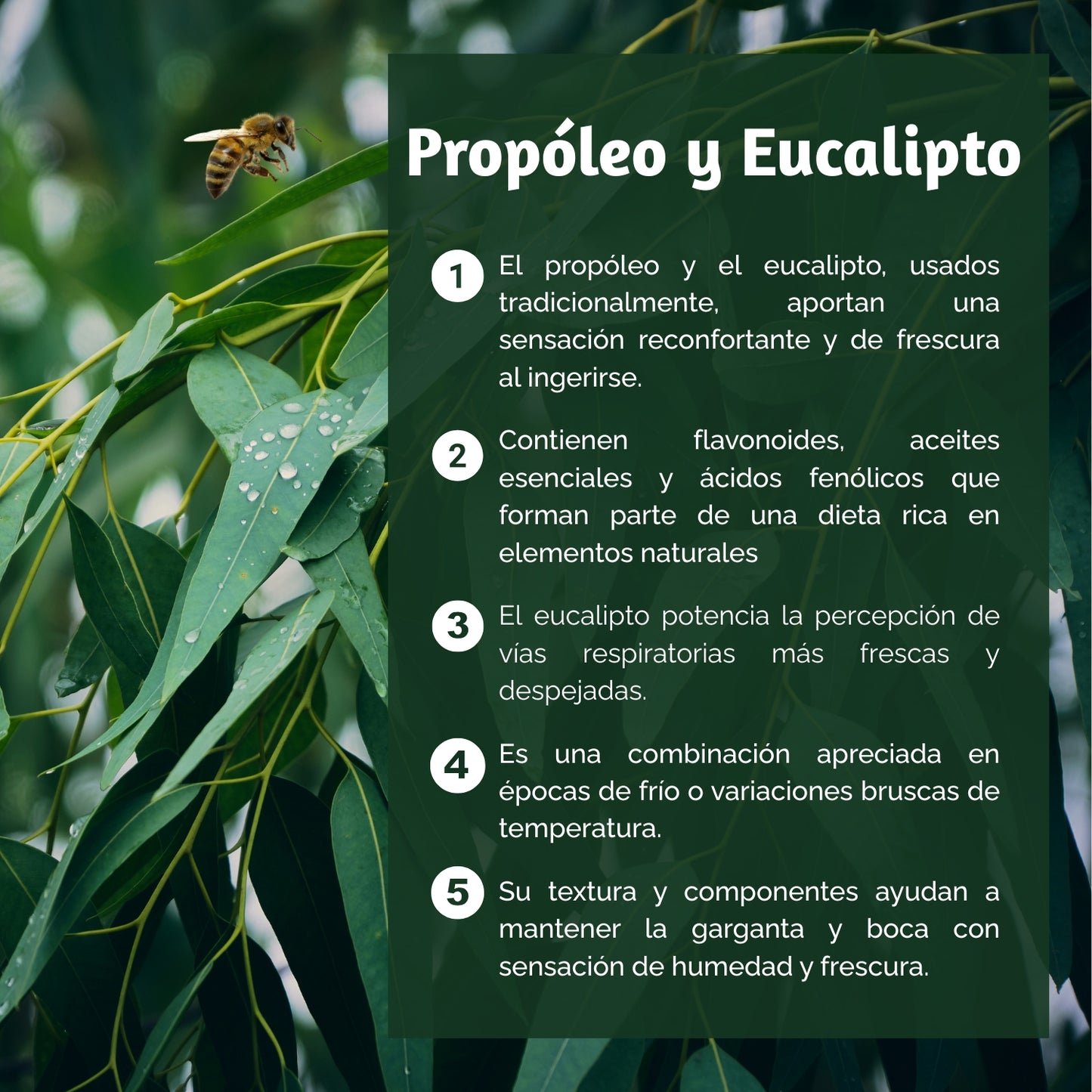 Extracto propóleo: KIDS / 30 ML