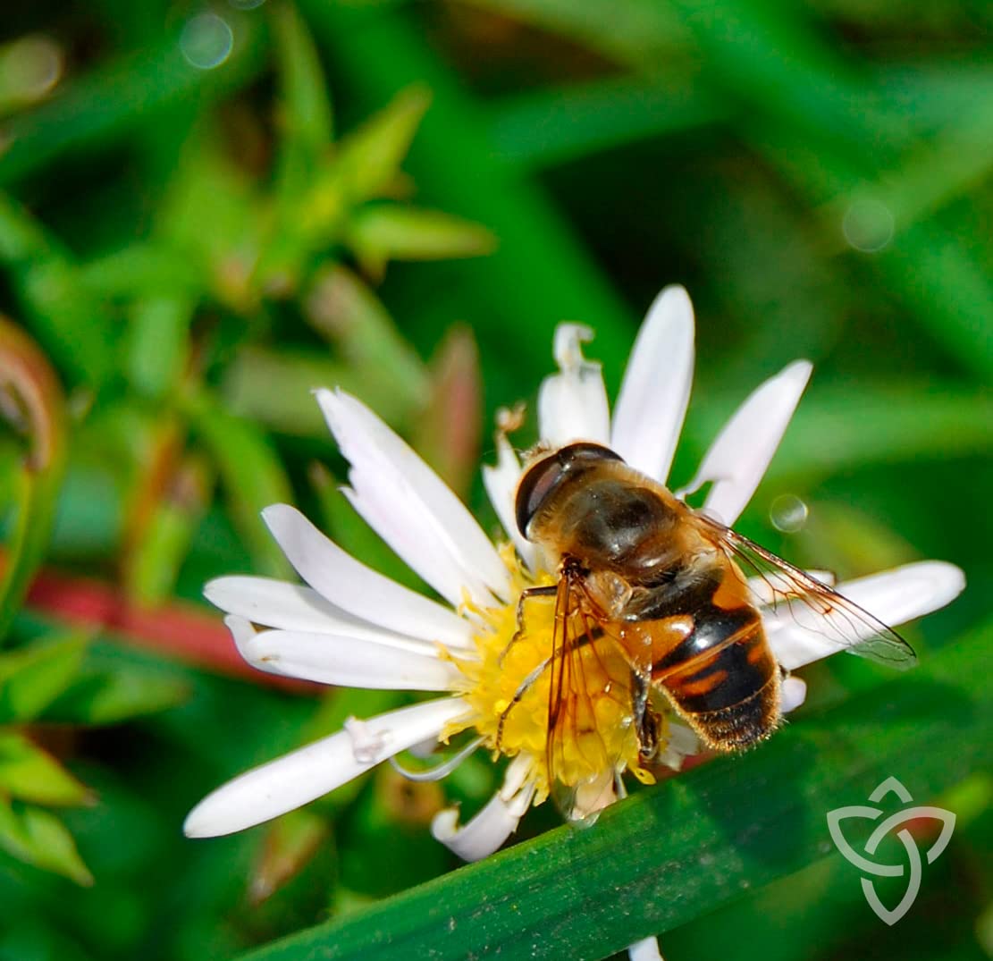 Libro Propóleo de abeja: Inmunidad de la colmena